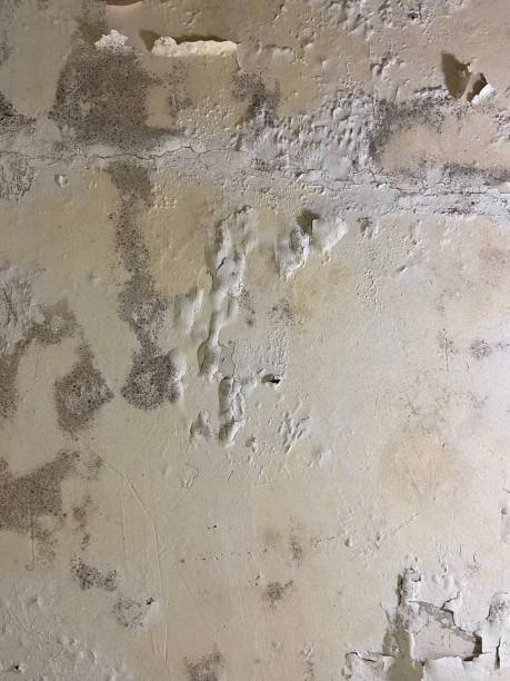 Best Crawl Space Mold Remediation in Roselawn, IN